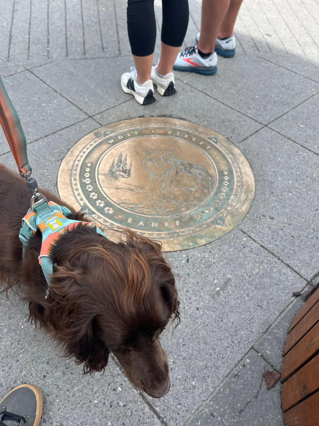 Tilly beside a Banff wolf street marker