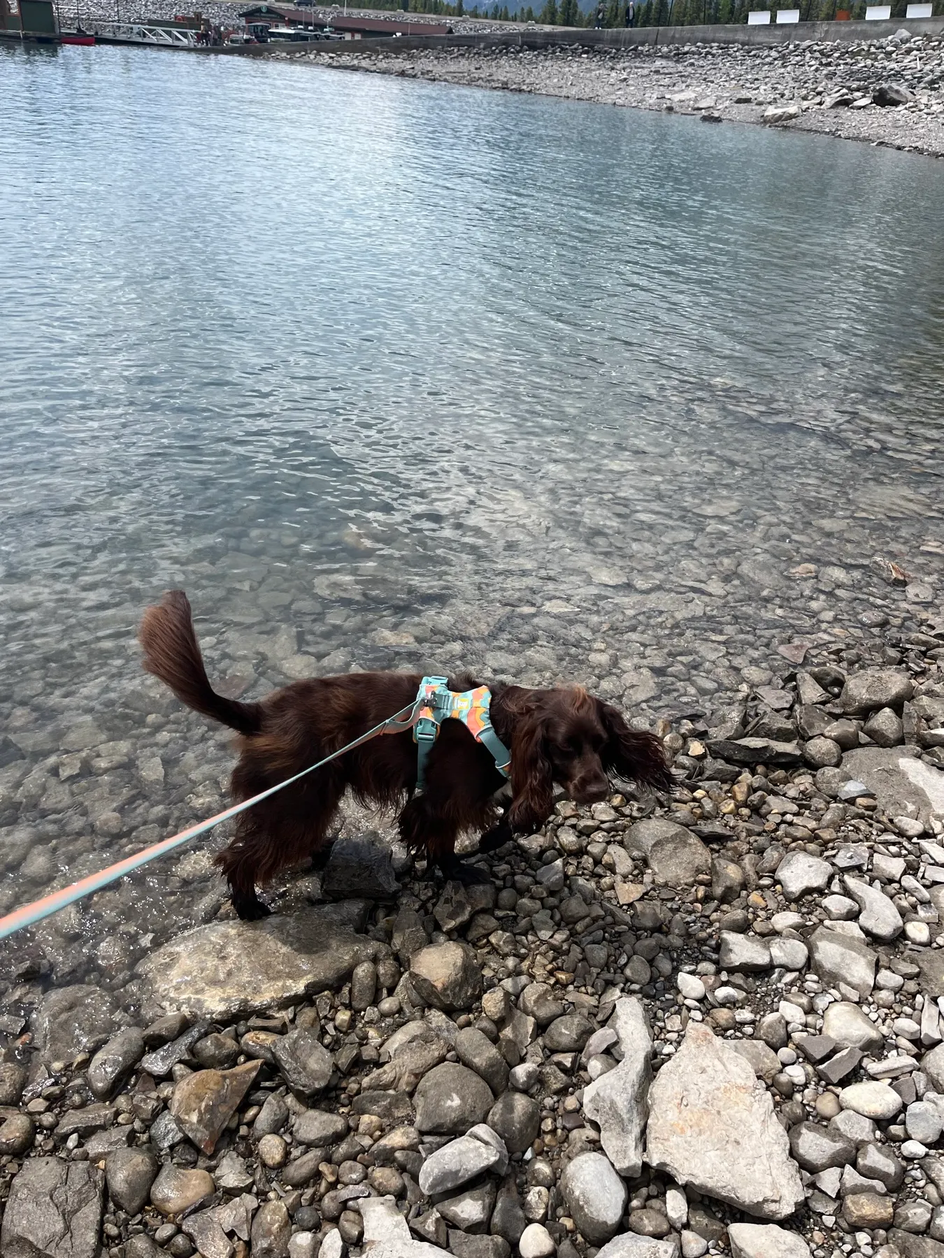 Tilly standing in the shallow water at Lake Minnewanka