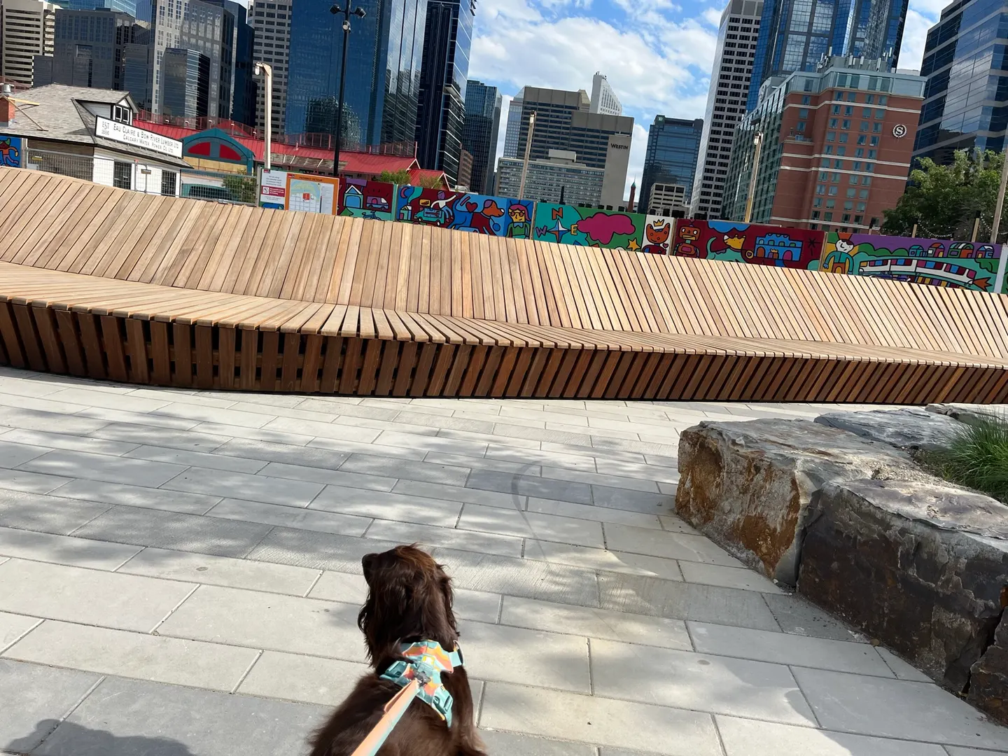 Tilly looking toward colourful public art and downtown Calgary buildings