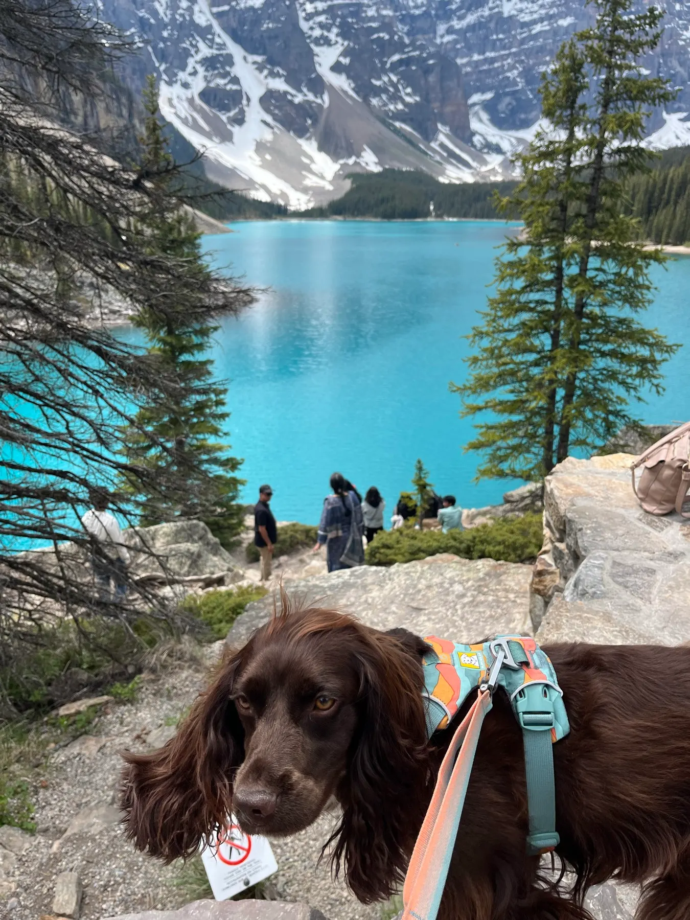 Tilly looking across the increasingly busy Moraine Lake shoreline