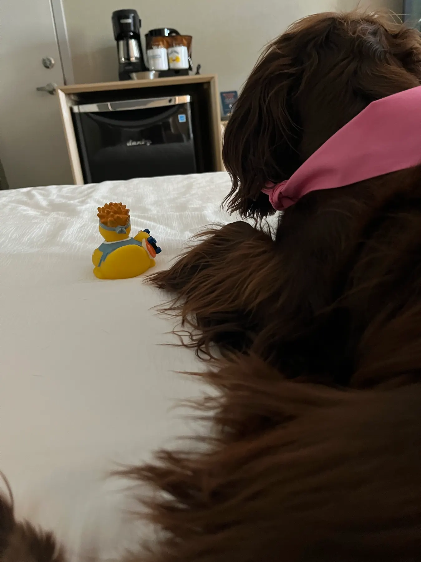 Tilly lying on the bed beside the hotel rubber duck