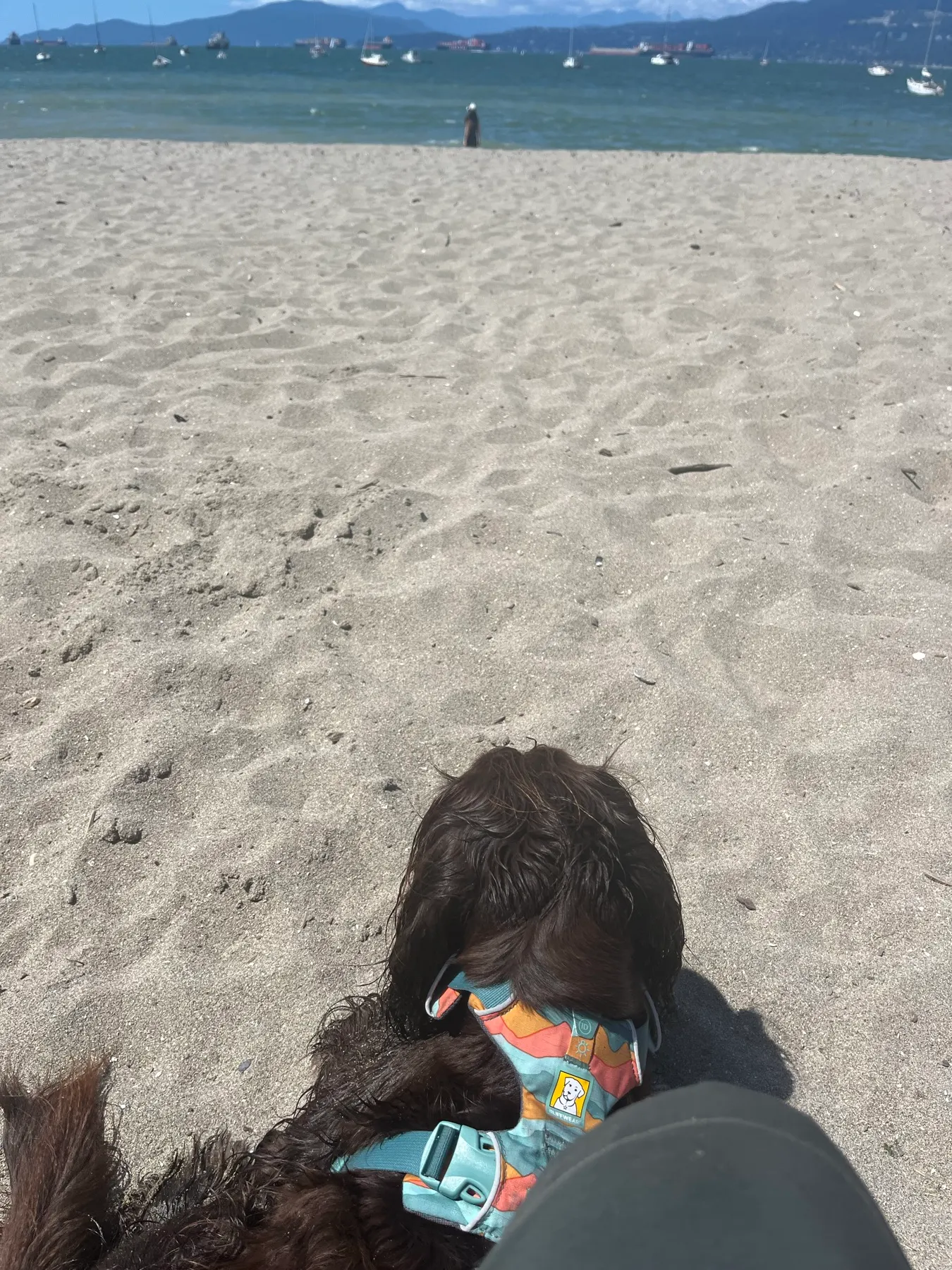 Tilly resting against us after playing at Hadden Beach