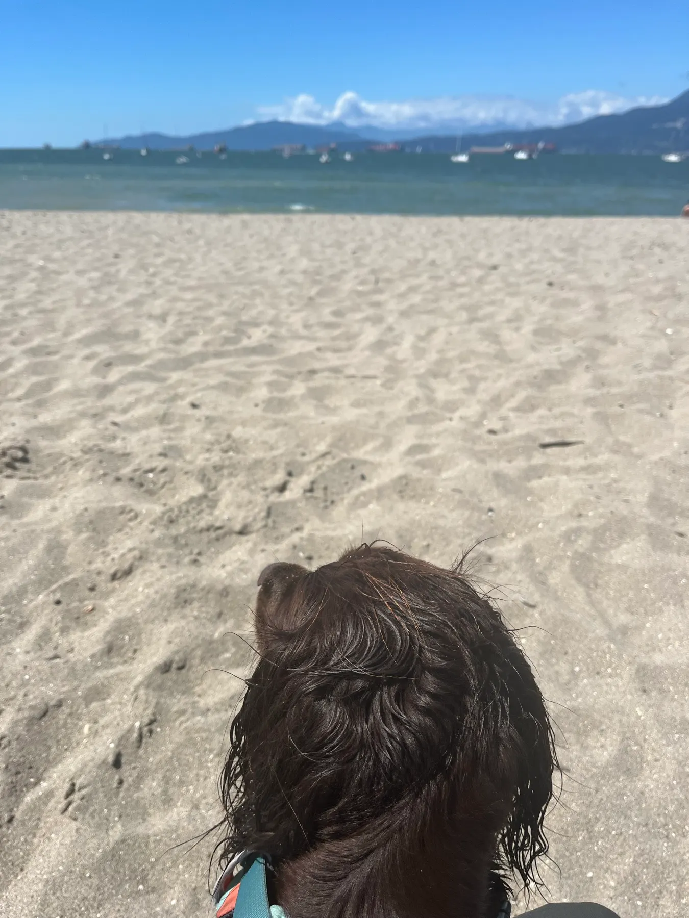 A wet Tilly sitting on the sand at Hadden Beach