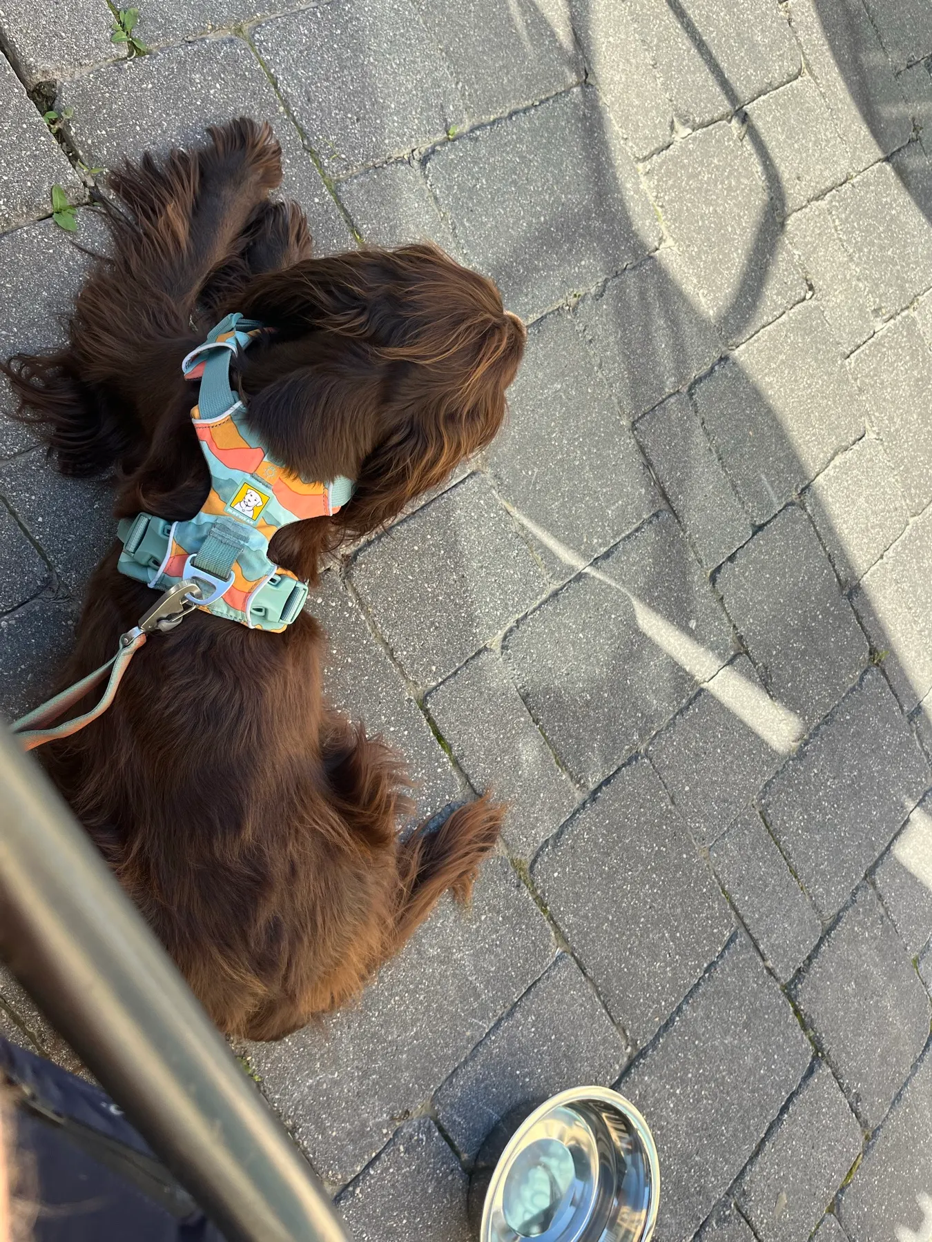 Tilly lying beside the patio table at Nonsuch Brewing