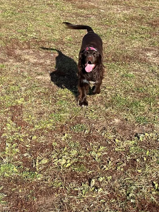 Tilly, a brown spaniel, walking across the grass at Bayview Park Dog Park wearing a pink bandana