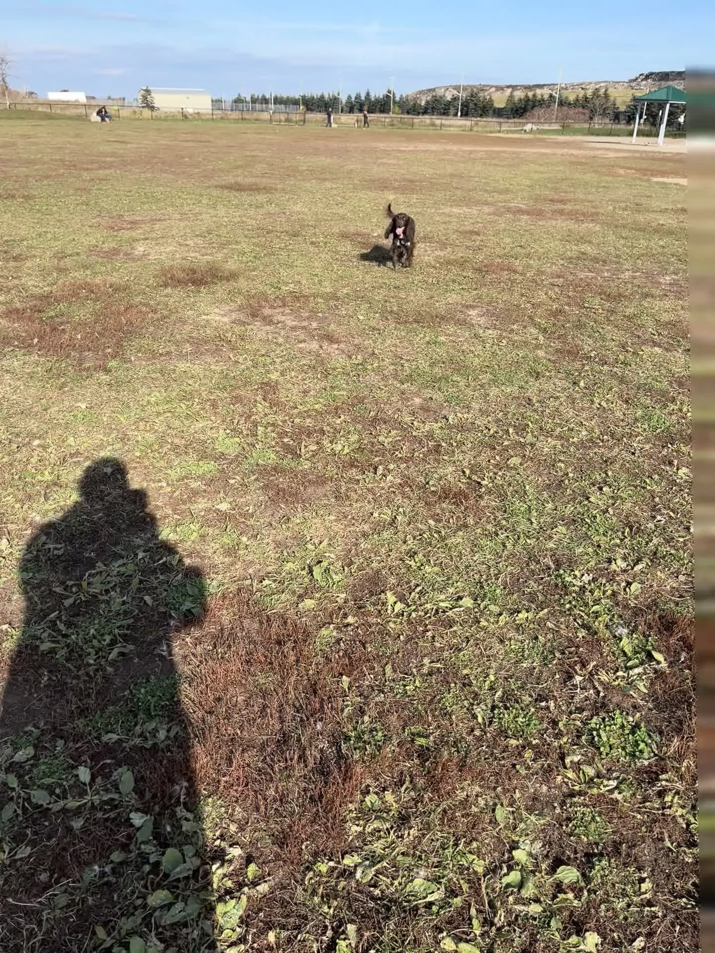 Bayview Park Dog Park