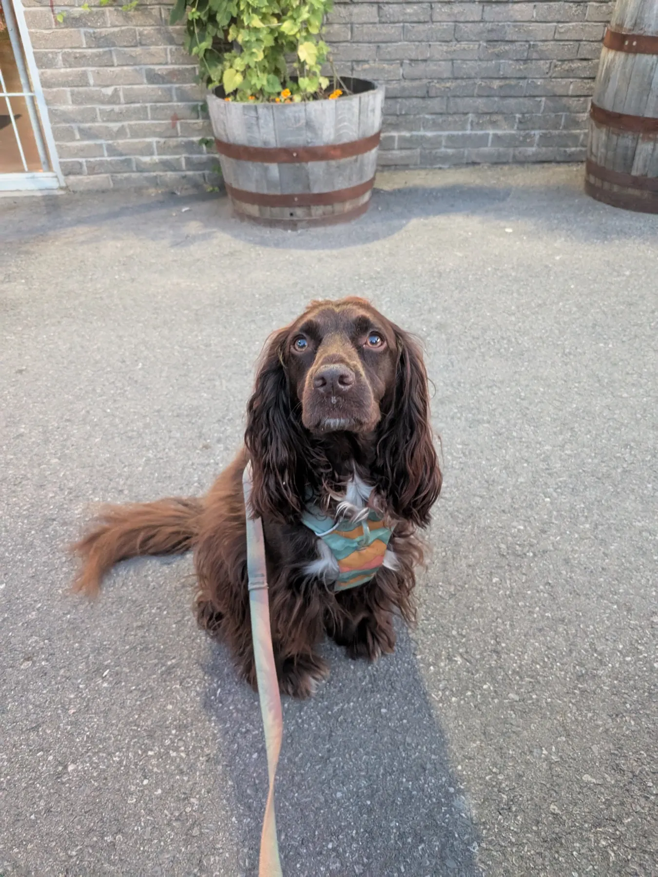 Tilly sitting on Clifford Brewing's seasonal patio