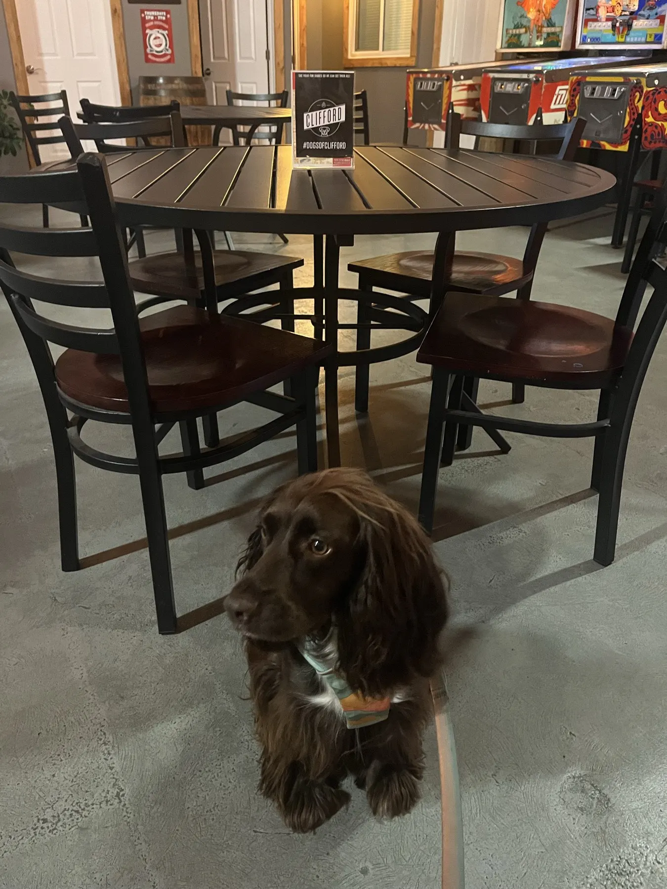 Tilly sitting inside Clifford Brewing near the taproom tables and pinball machines