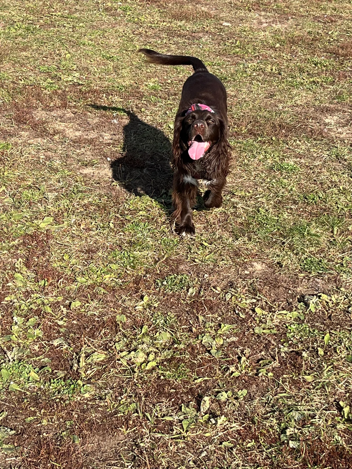 Tilly, a brown spaniel in a pink bandana, trotting across the grass at Heritage Green Community Dog Park