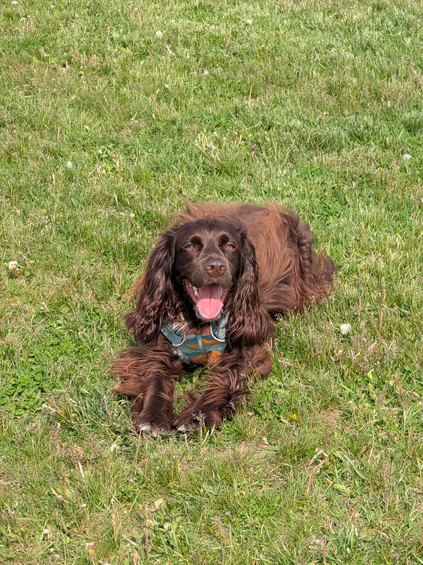 Heritage Green Community Dog Park