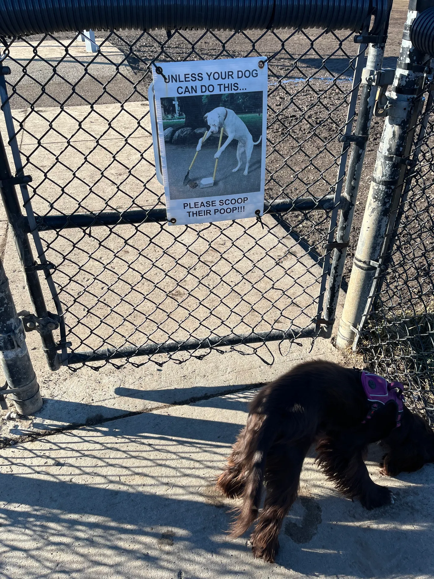A humorous scoop-the-poop sign on the fence at Heritage Green Community Dog Park with Tilly sniffing the ground below