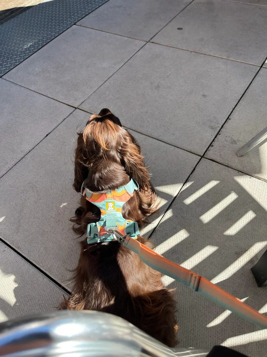Tilly sitting on the patio at Northern Superior Brewing