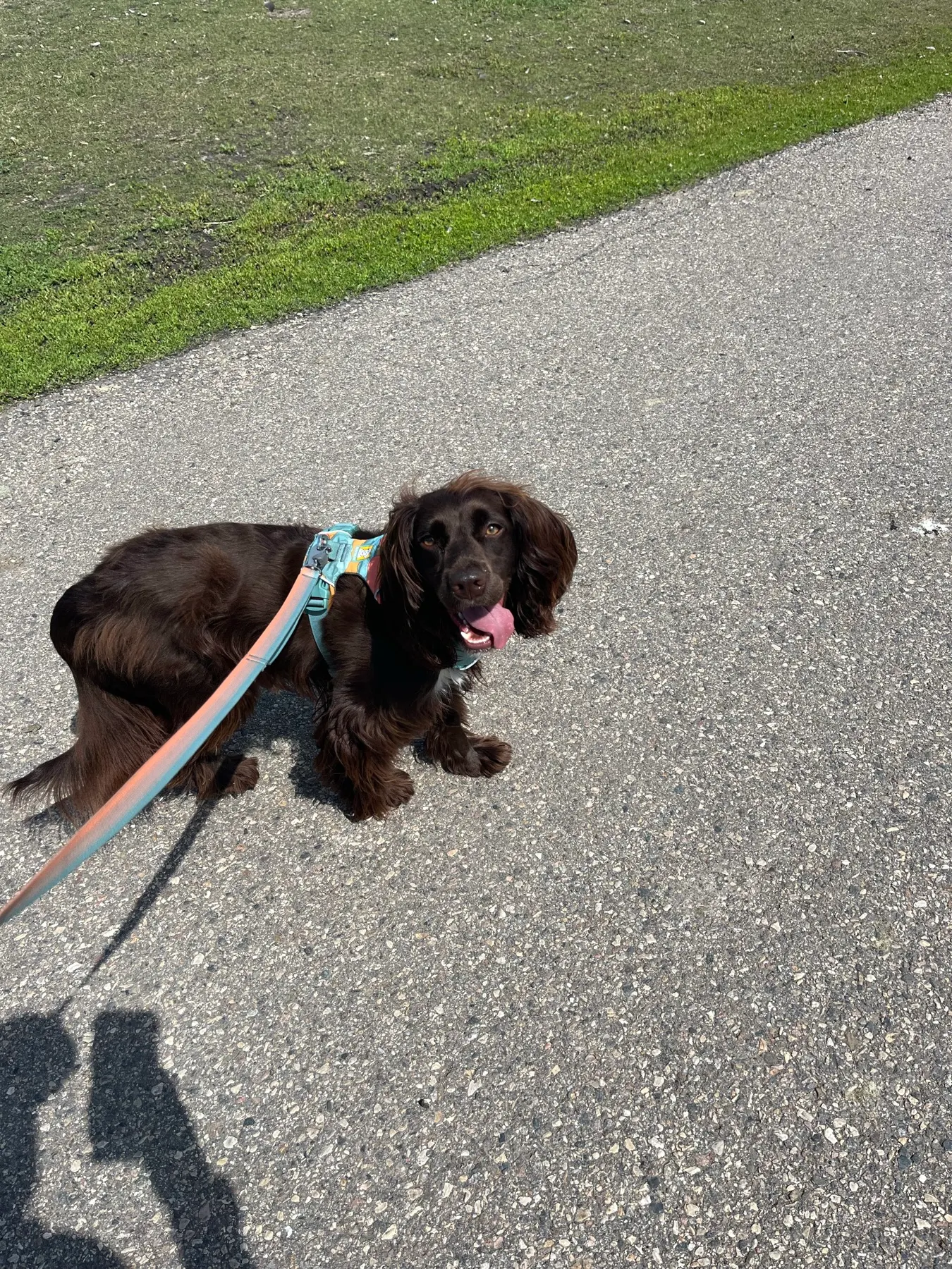 Tilly pausing on the paved pathway