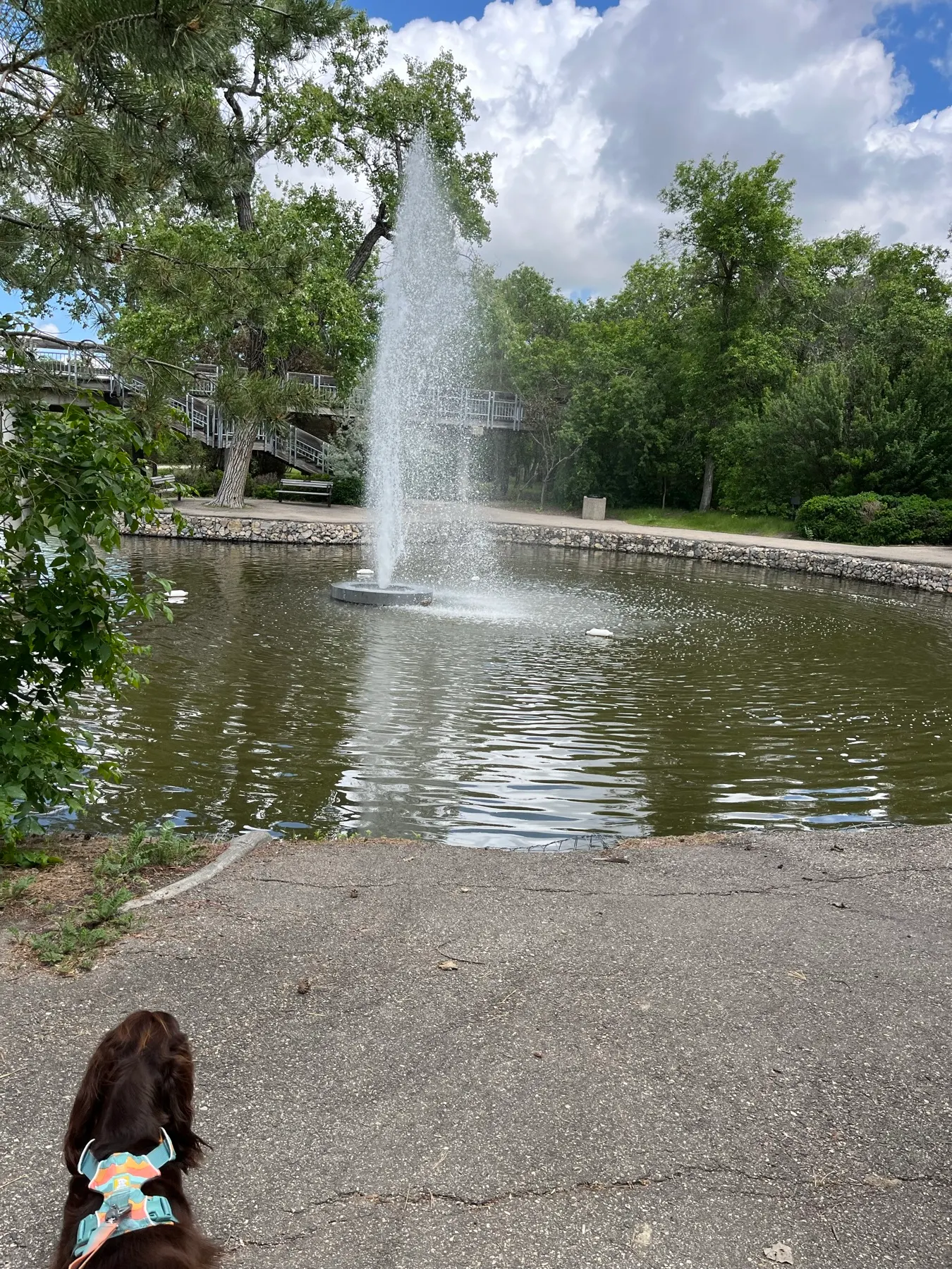 Tilly watching a tall fountain in Wascana Centre