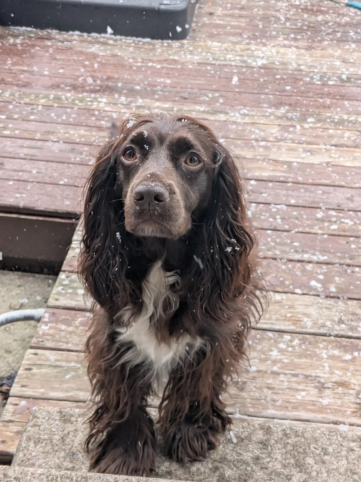 Tilly sitting outside as snow falls around her