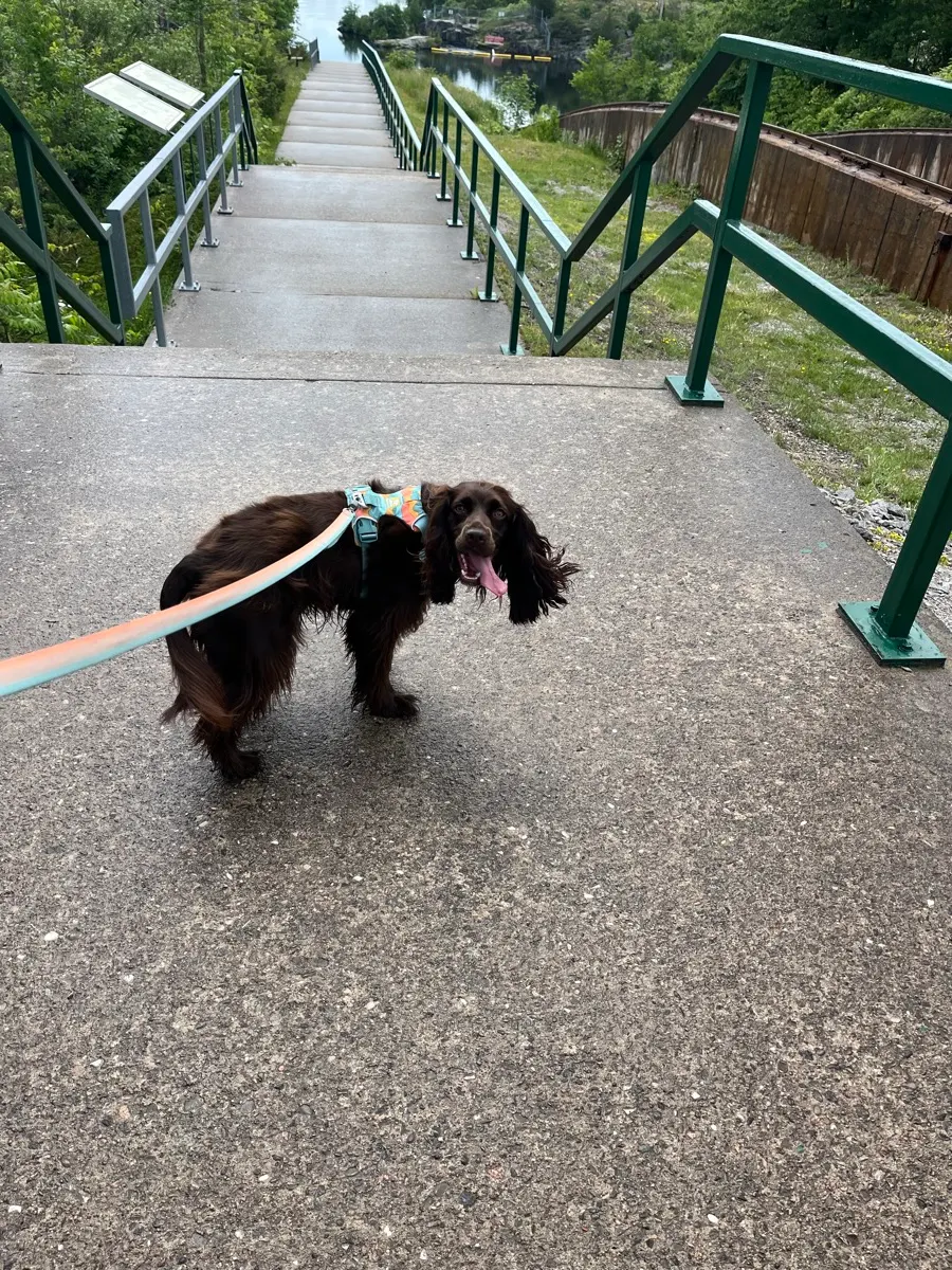 Tilly on the path beside the Big Chute Marine Railway