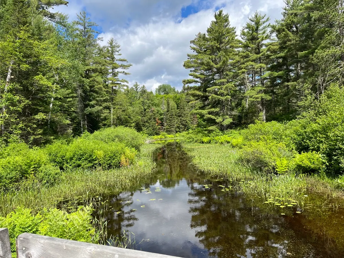 A forest wetland viewed from the trail at Grundy Lake Provincial Park