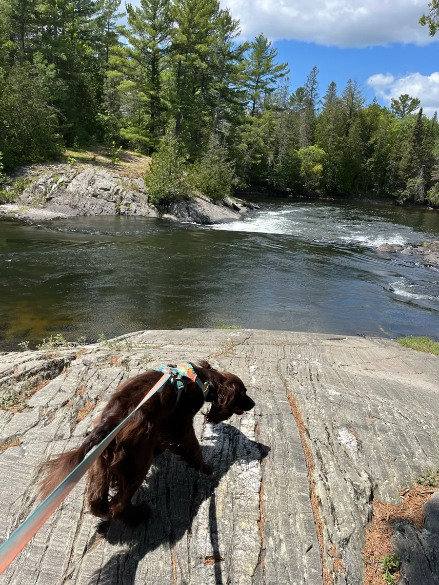 Tilly exploring the rocks beside the Serpent River