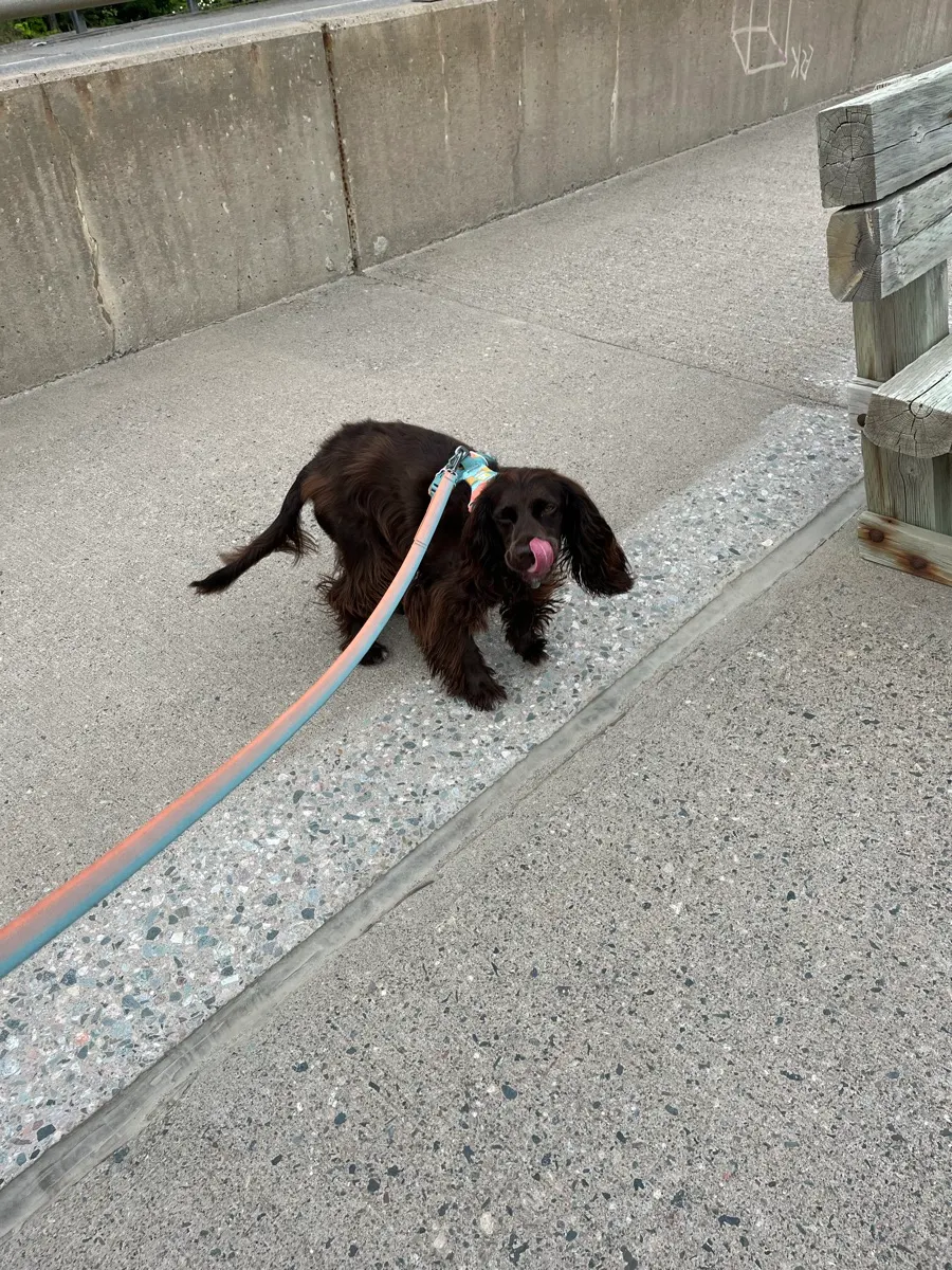 Tilly stretching her legs at the Chippewa Falls rest area