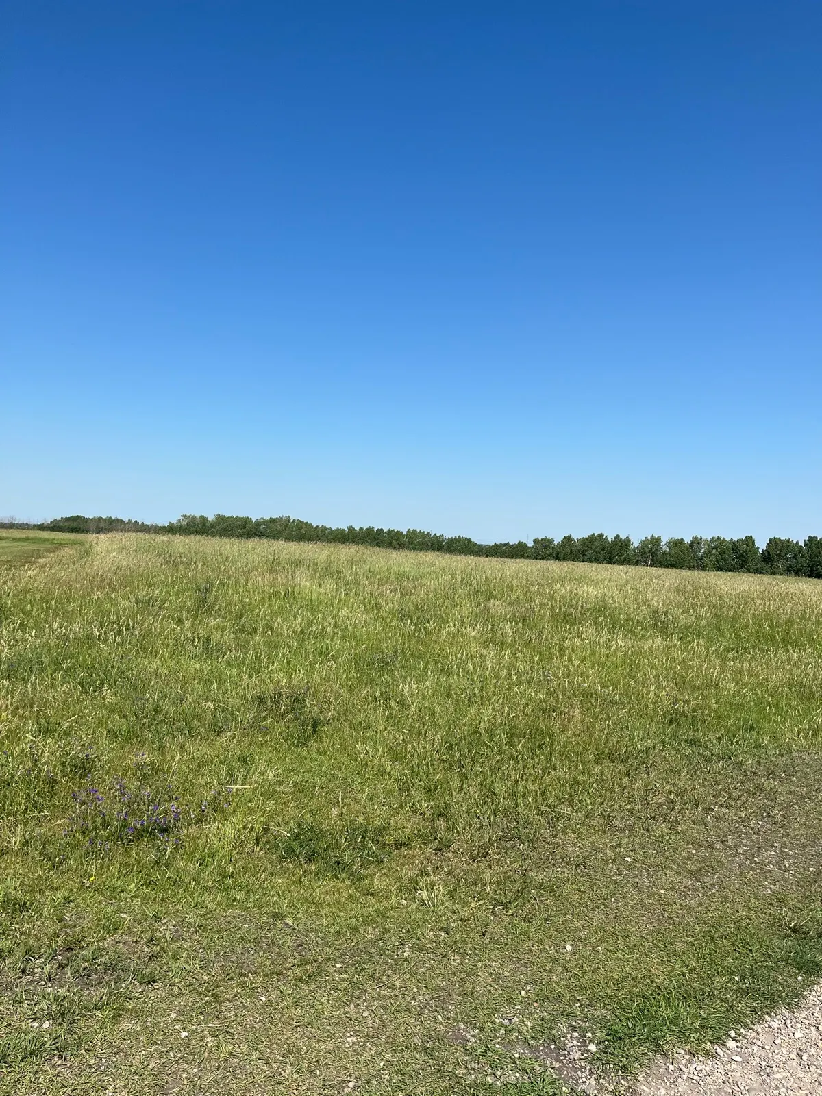 Open grass at Oxbows Off Leash Dog Park