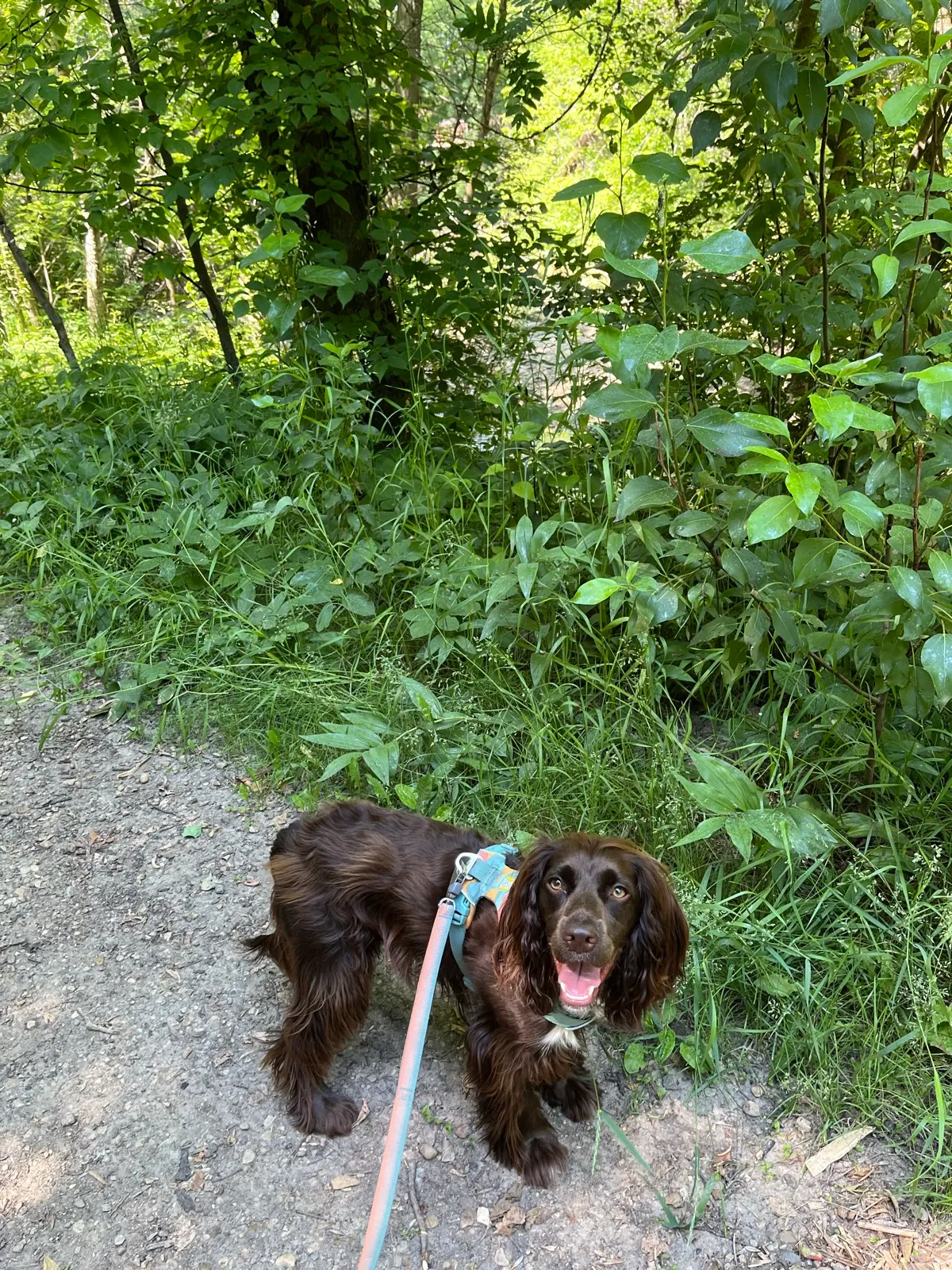 Mill Creek Ravine Park