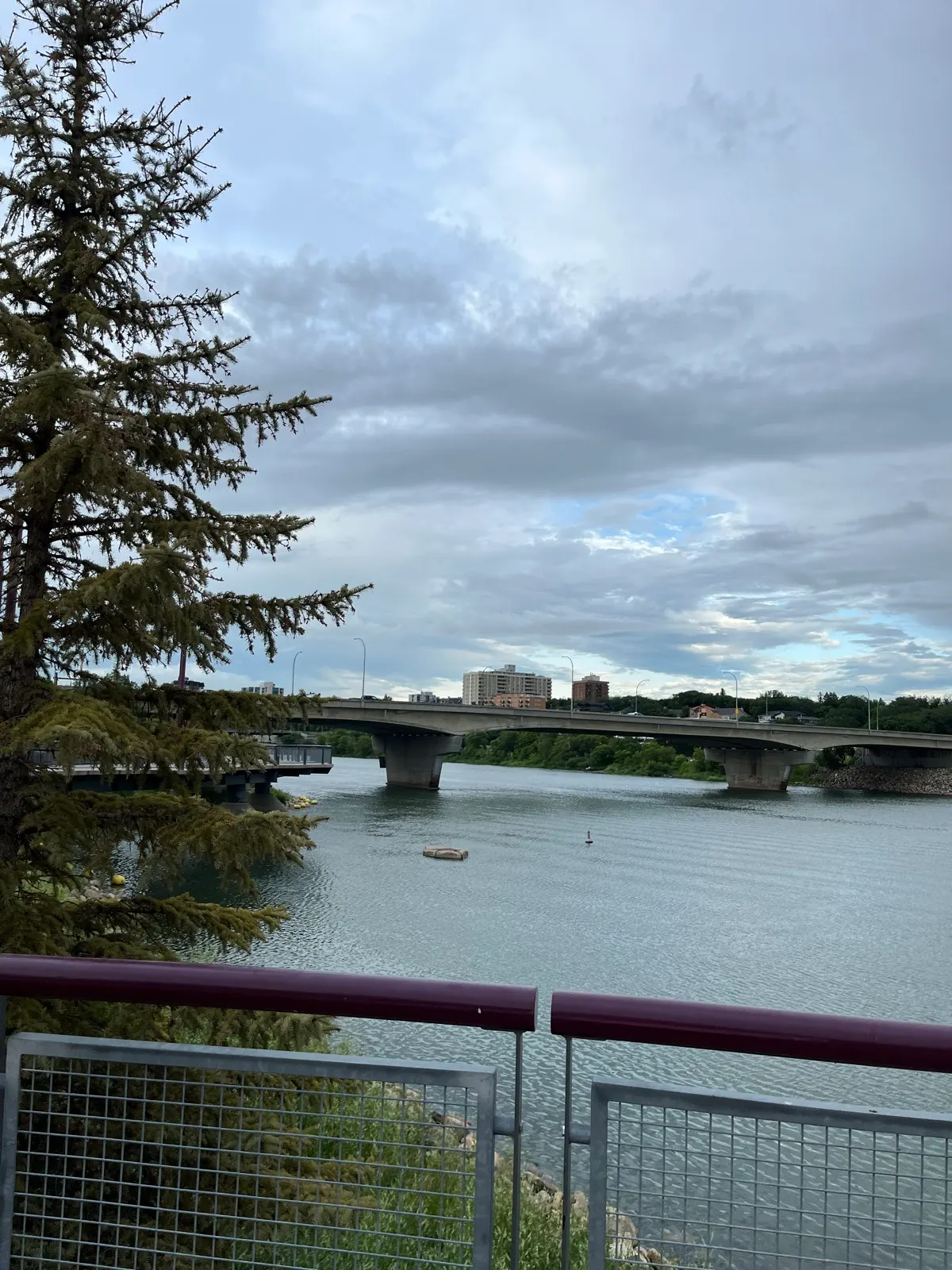 Tilly looking through the riverfront railing toward the South Saskatchewan River