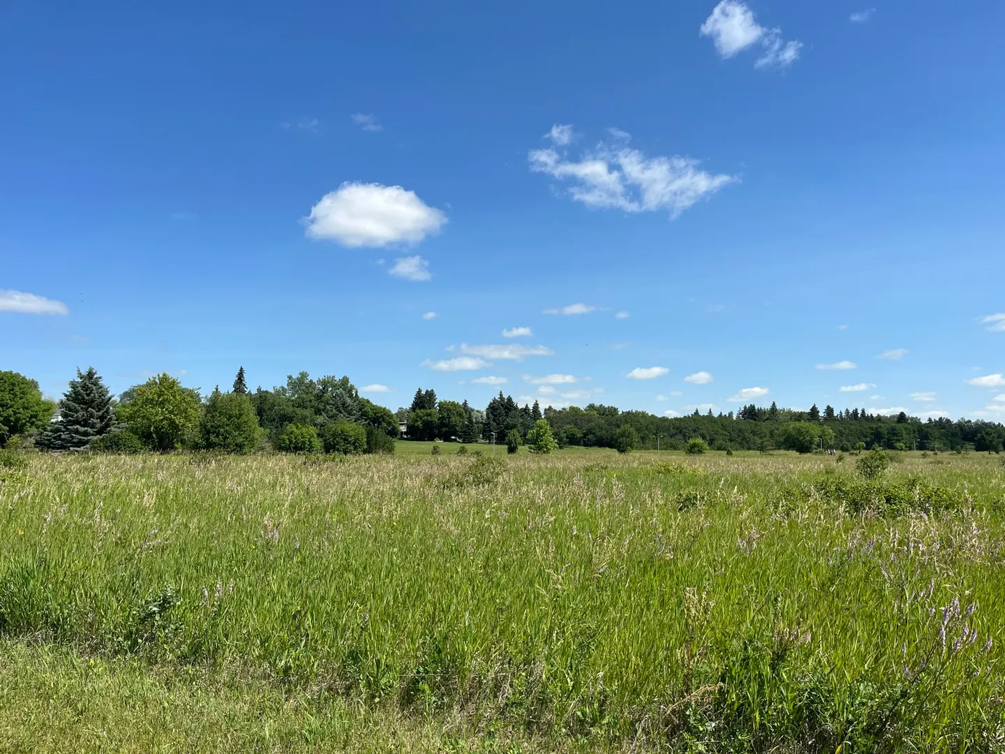 Wetland grasses at Logan Green Park in Yorkton