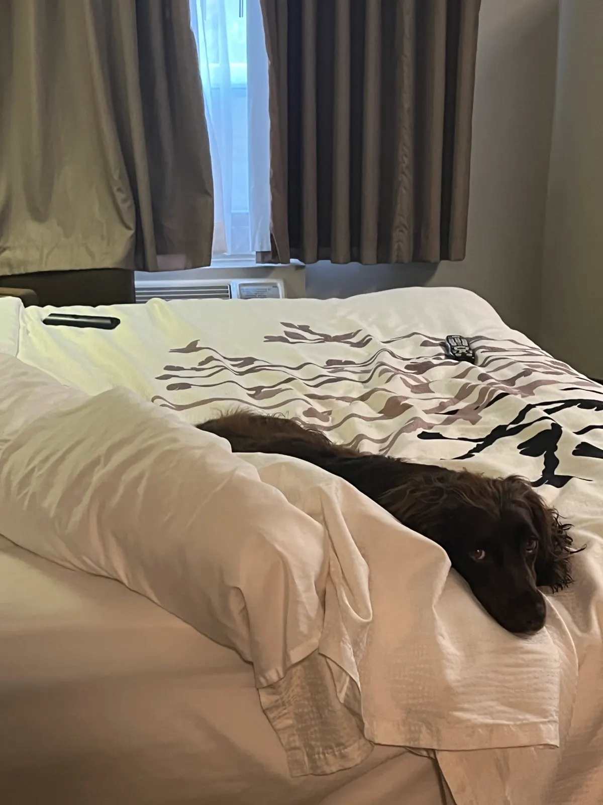 Tilly resting on the bed at the Sleep Inn in Sault Ste. Marie