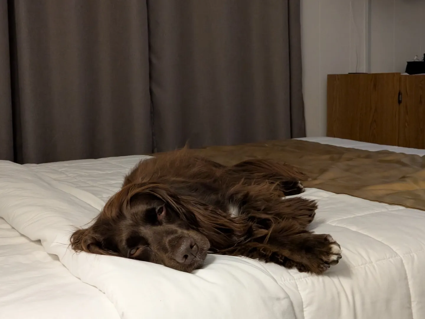 Tilly resting on a motel bed after the drive to Rivière-du-Loup