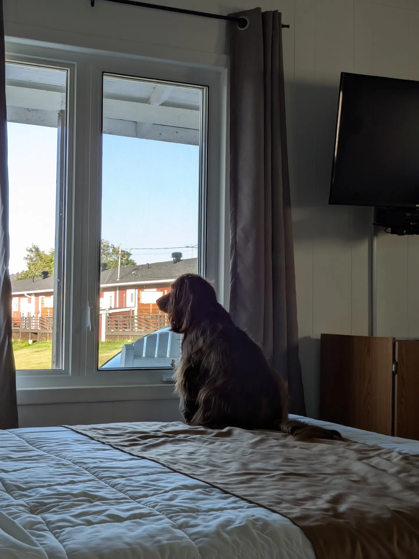 Tilly looking out from a Rivière-du-Loup motel room