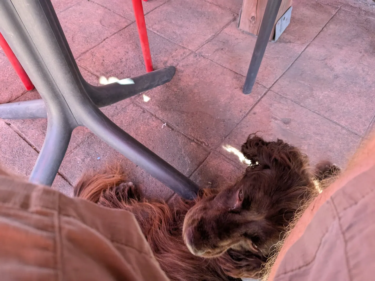 Tilly resting on the patio floor at King West Brewing in Fredericton
