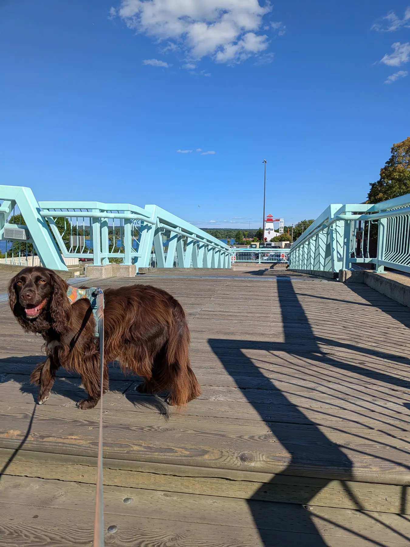 Tilly on the Fredericton riverfront footbridge with the Saint John River beyond