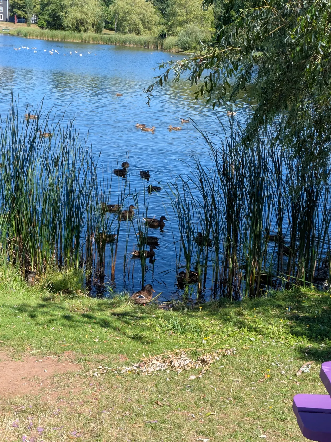Ducks gathered at the edge of the pond at Kiwanis Park