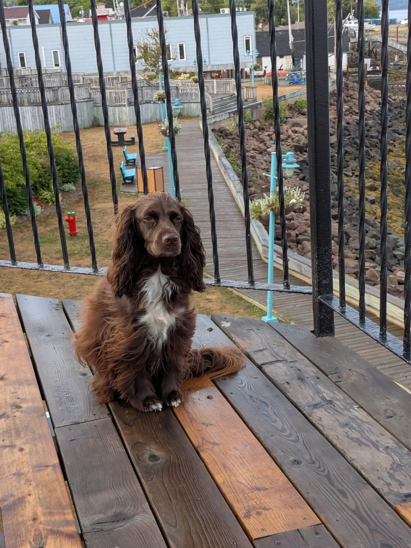 Tilly sitting on the balcony above the Digby boardwalk