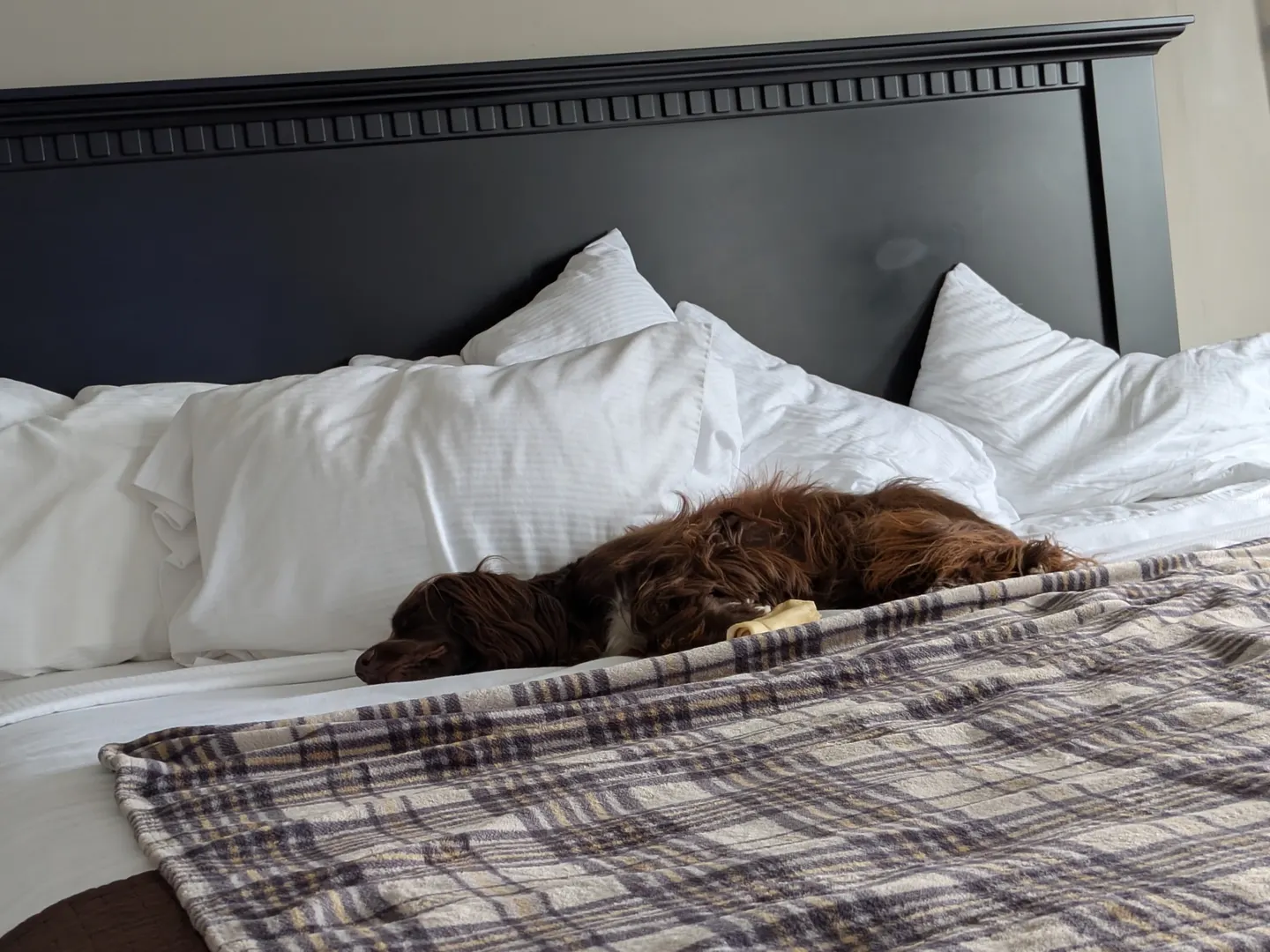 Tilly napping on the bed in the Digby suite