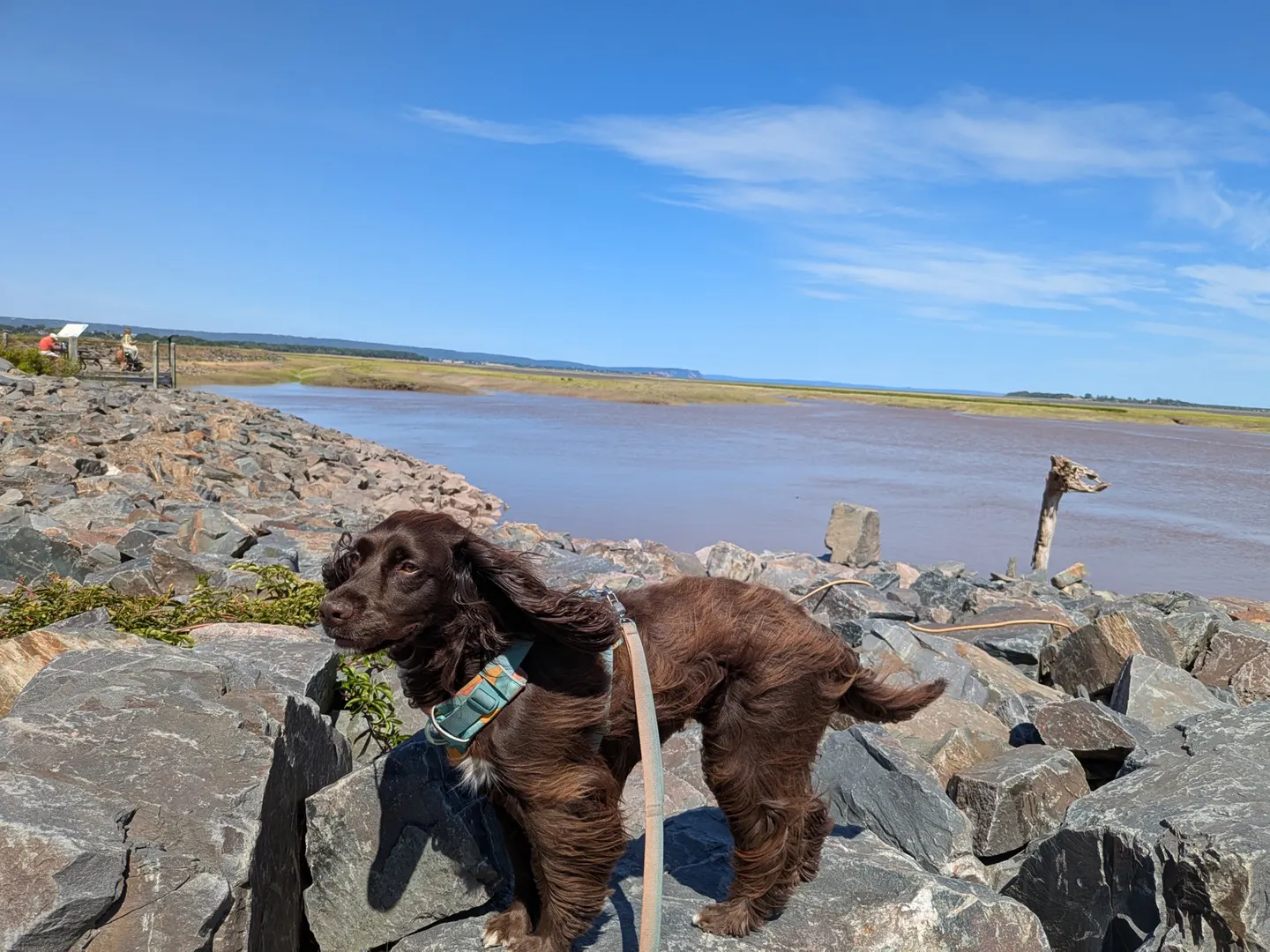 Tilly on the rocks along the Wolfville waterfront