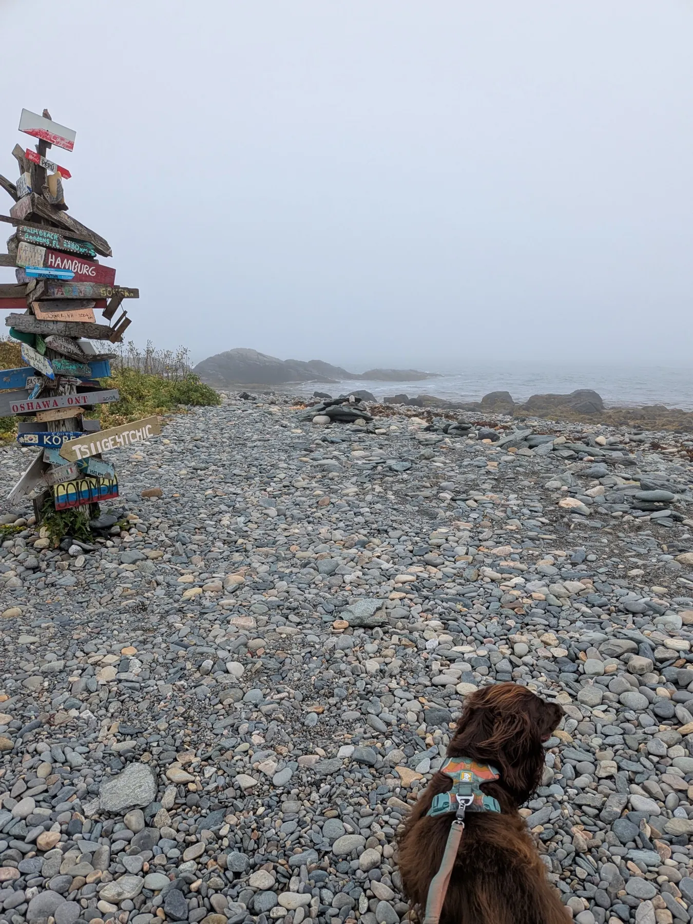 Tilly on a pebble beach beside a signpost at Cape Forchu