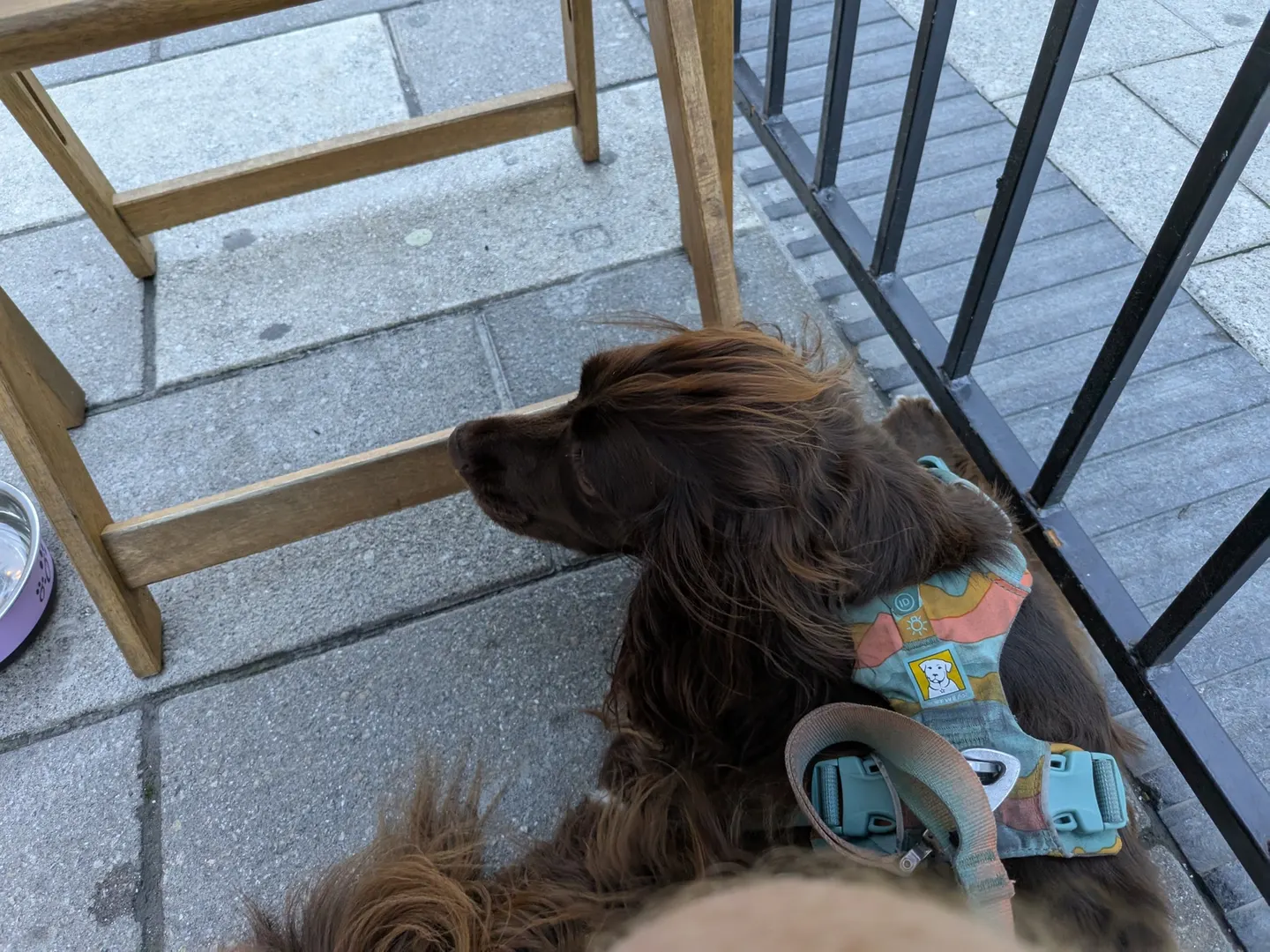 Tilly settled on the Economy Shoe Shop patio with her water bowl