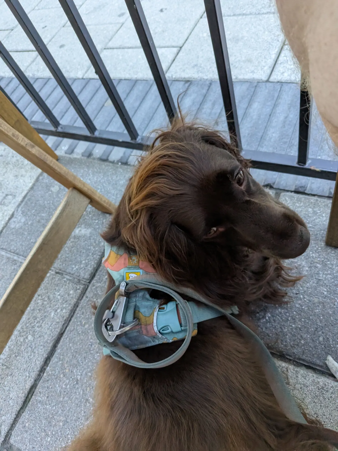 Tilly people watching on the Economy Shoe Shop patio