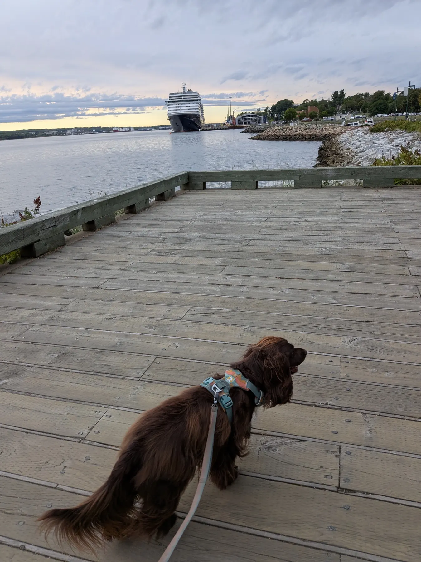 Tilly on the Sydney boardwalk with a cruise ship in the harbour beyond