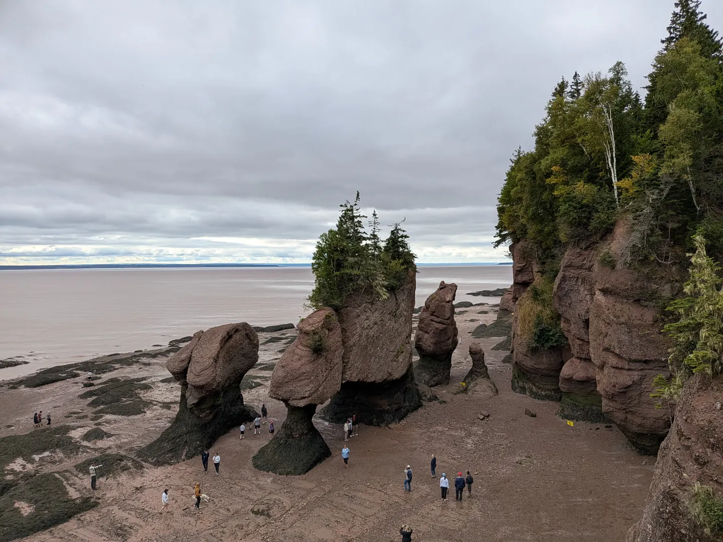 Tilly looking up at the Hopewell Rocks flowerpot formations from the ocean floor