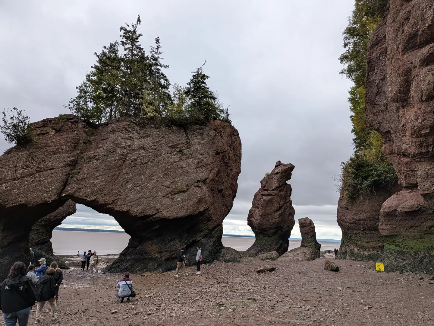 Tilly on a leash on the ocean floor at Hopewell Rocks, with the flowerpot rocks and the Bay of Fundy behind