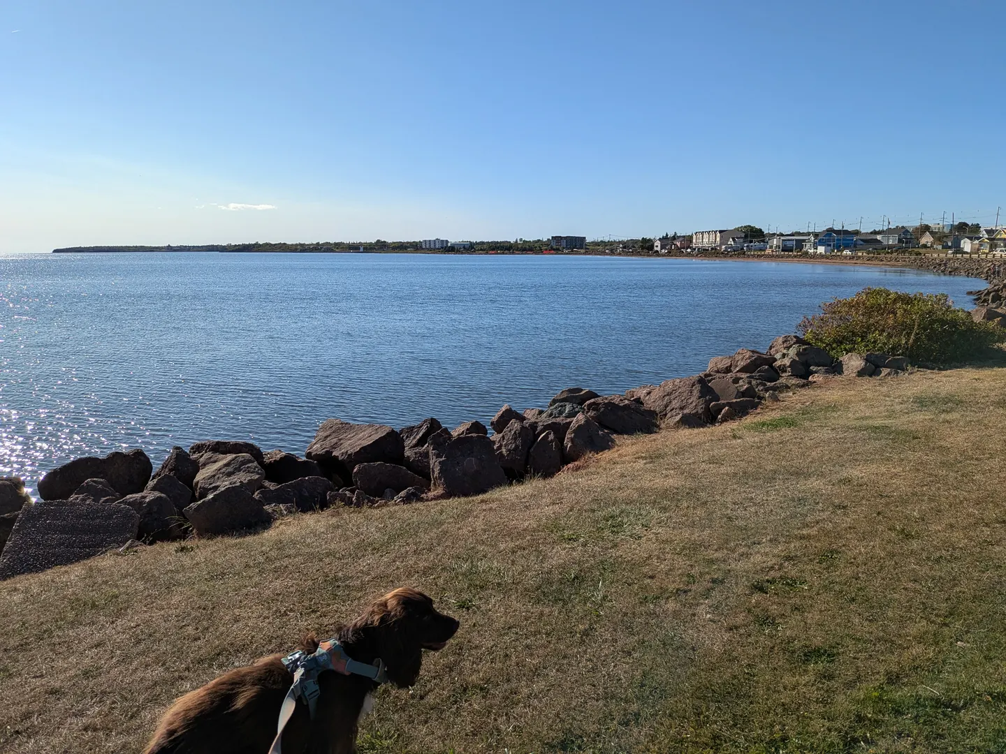 Tilly on the grassy waterfront beside Summerside Baywalk