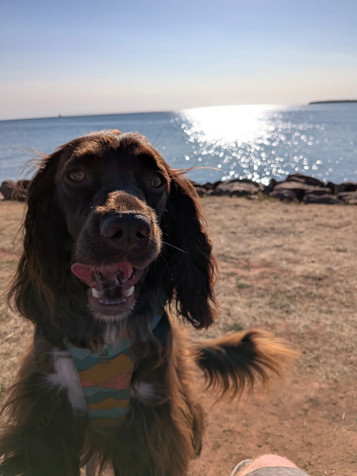A close portrait of Tilly at the Summerside waterfront