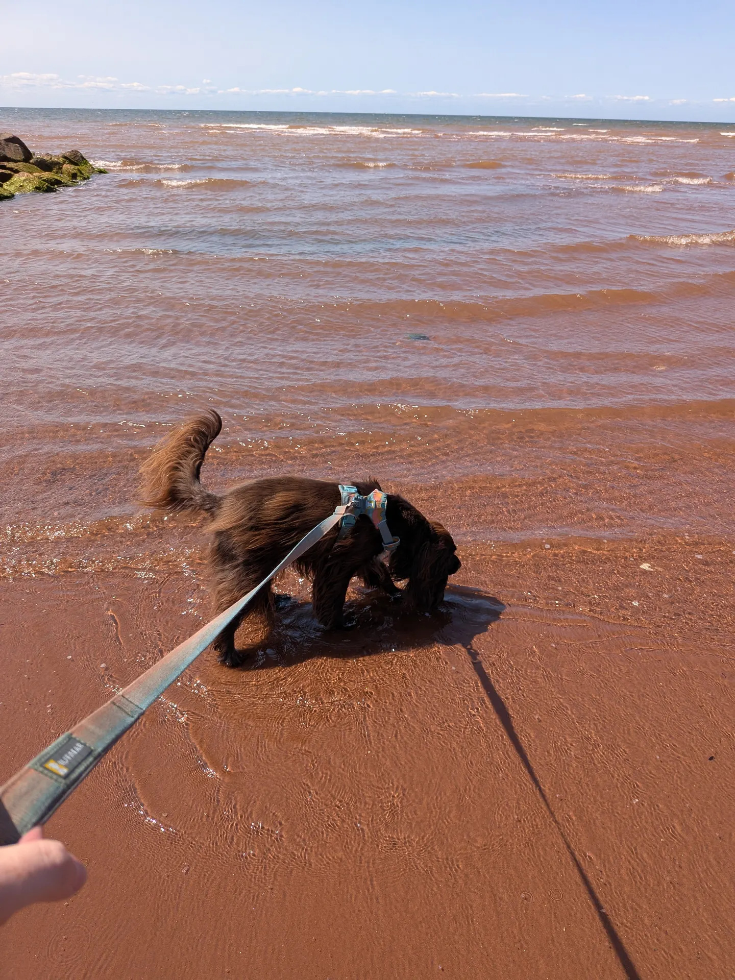 Tilly dipping her toes in the water at West Point