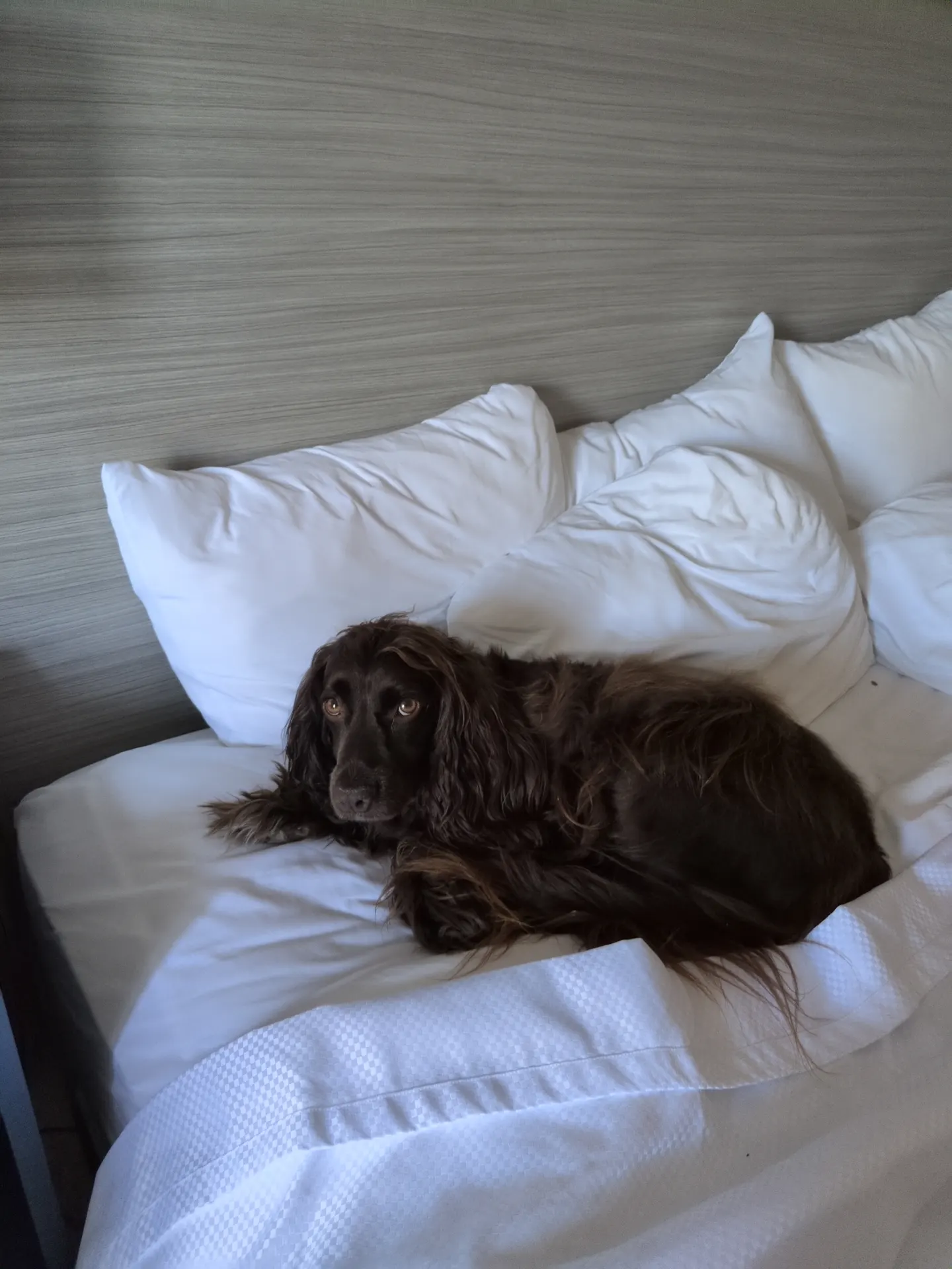 Comfort Inn Fredericton