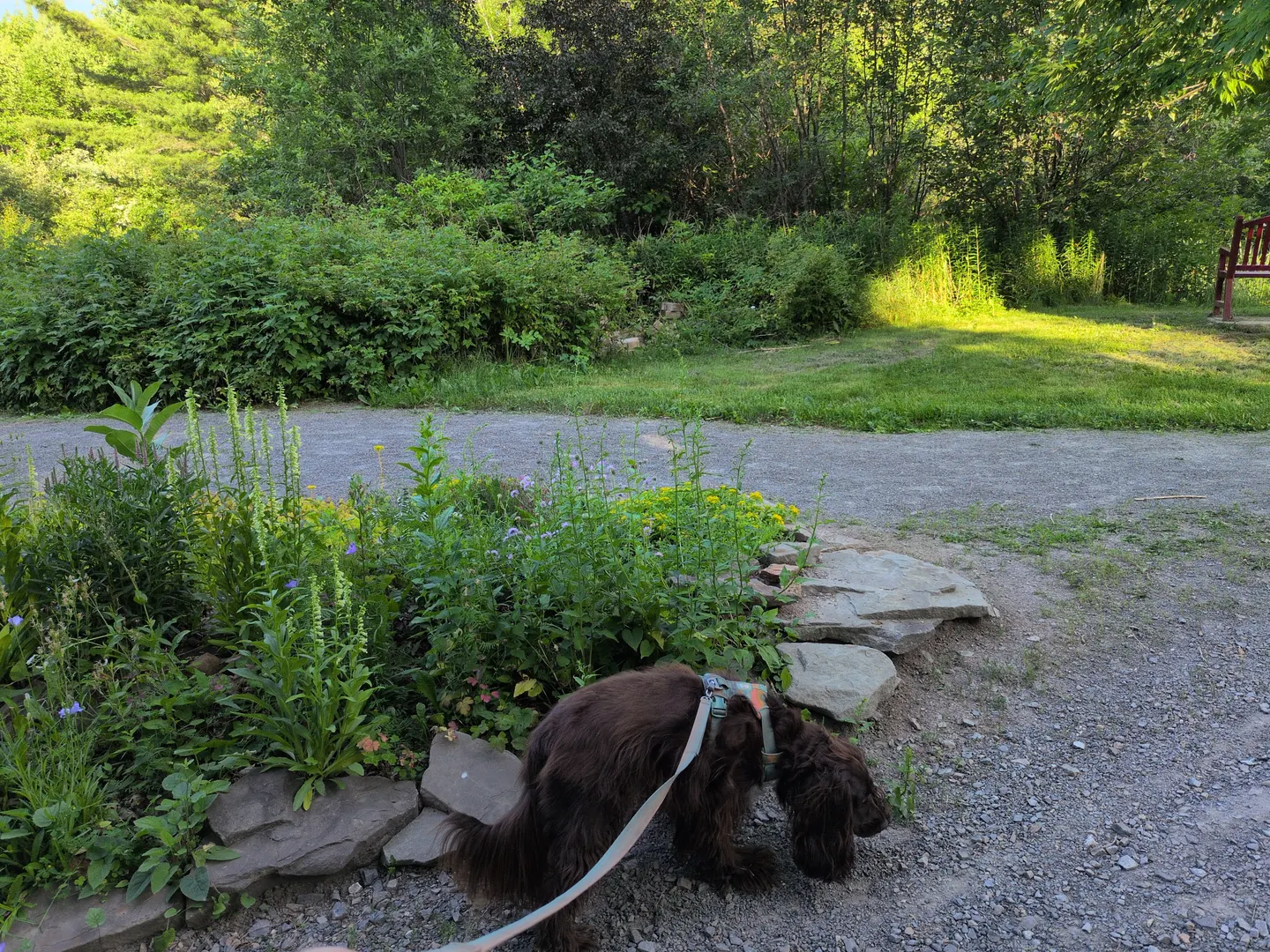 Tilly sniffing grass and small yellow flowers beside a paved path